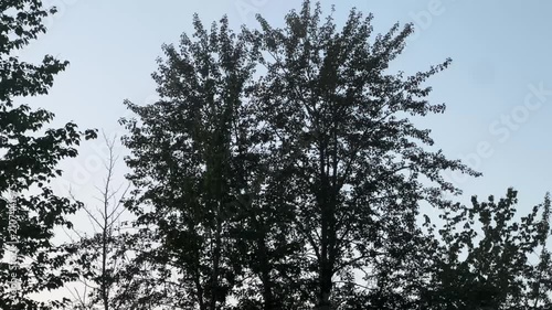 Evening Forest Woodland With Trees at Dusk