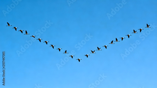 Flock of birds flying in a perfect V-formation against a clear blue sky.