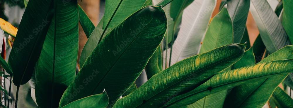 Fototapeta premium Vibrant tropical green leaves foliage background pattern for nature and botanical design projects