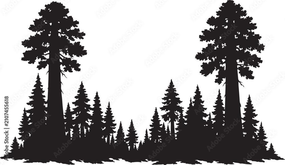 Obraz premium Black silhouette of towering pine forest with giant redwood trees for nature design