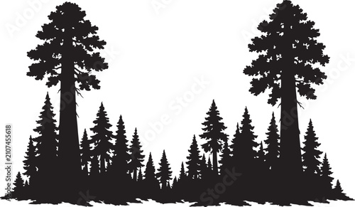 Cuadro en lienzo Black silhouette of towering pine forest with giant redwood trees for nature des