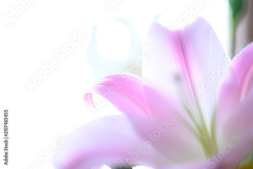 Tableau sur toile ピンクの百合の花が右半分に大きく写っている。左は白背景