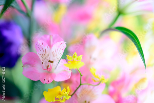 Tableau sur toile ピンクのアルストロメリアが左下に写っている。背景のアルストロメリアは大きくボケている