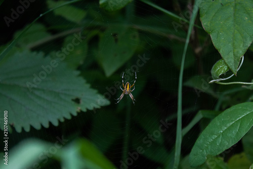 Spider on its web among green leaves
