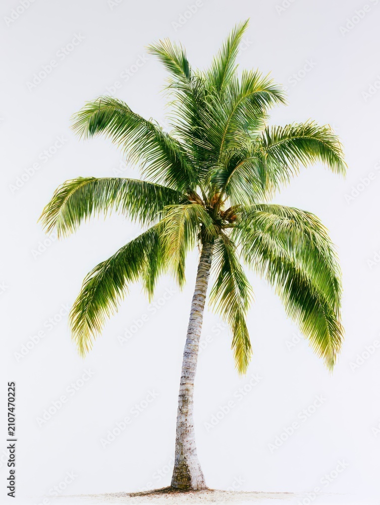 Fototapeta premium Tall slender palm tree isolated on white background.