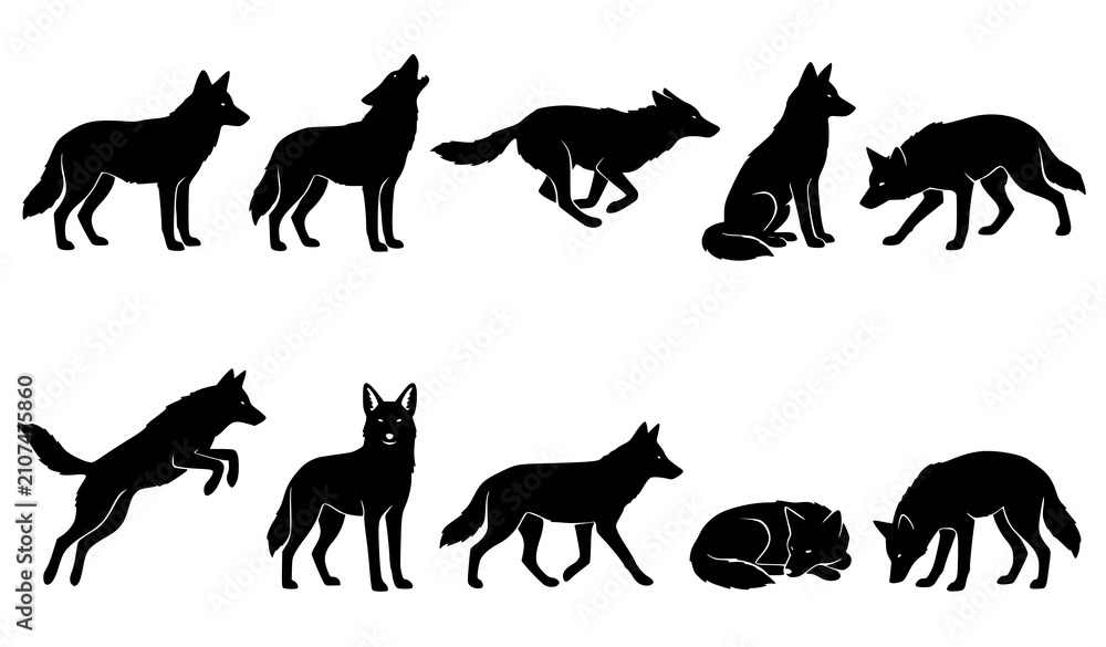 Obraz premium Set of black coyote silhouettes showing wild animal in various poses including standing, howling, running, sitting, jumping, and sleeping positions