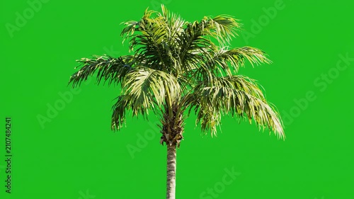 Isolated tropical palm tree with green fronds swaying gently against a solid chroma key green screen background