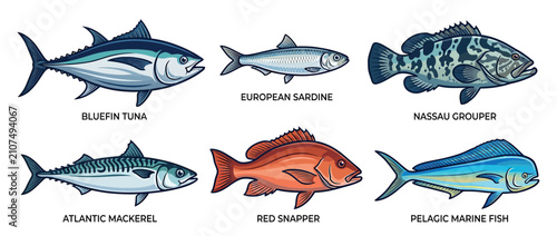 Bild auf Leinwand Collection of Six Marine Fish Species Illustration