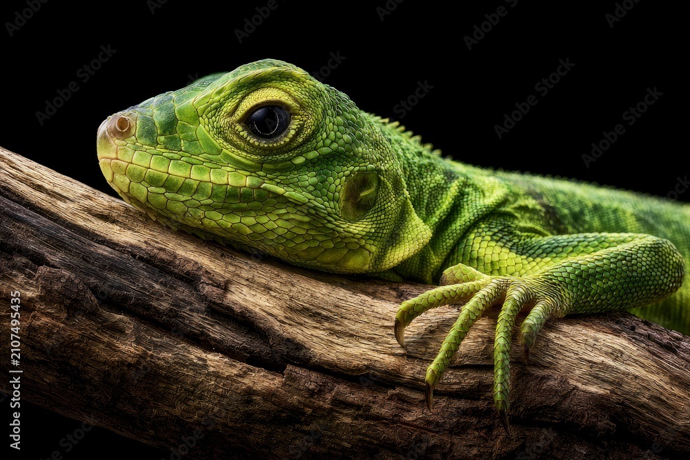 Fototapeta premium Green lizard profile resting on textured wood with sharp macro focus and dark background for wildlife conservation marketing