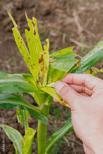 Hand of farmer inspecting corn plant damaged by fall armyworm and borer pests, checking leaves and caterpillar infestation in agricultural field