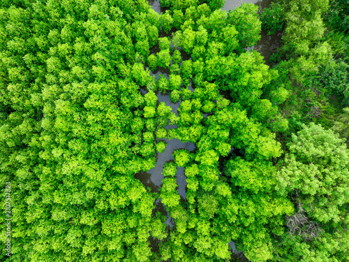 Tableau sur toile Aerial view green mangrove forest