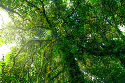 Photos Green tree forest with moss on tree branches