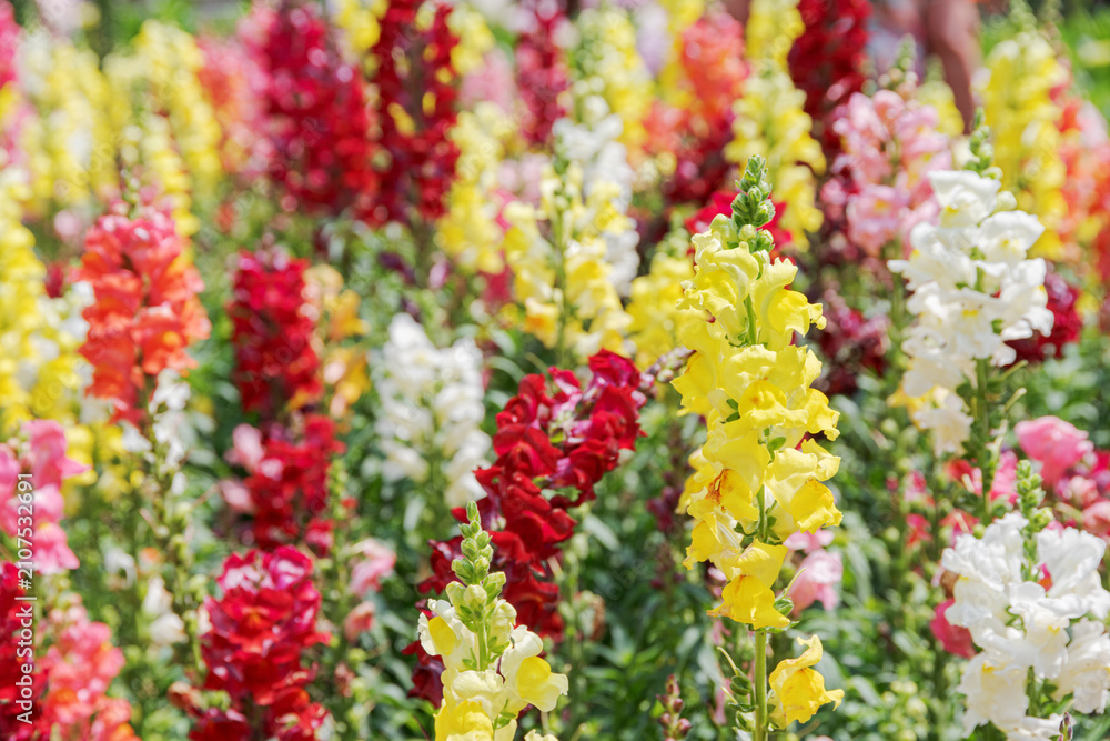 Obraz premium Colorful dragon flowers (Antirrhinum) on nature background