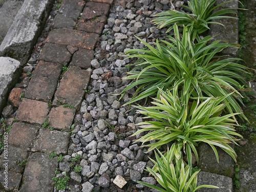 Obraz na płótnie Chlorophytum comosum, commonly known as the spider plant or ribbon plant, or lili paris growing among gravel and bricks