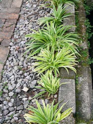 Fotografie Chlorophytum comosum, commonly known as the spider plant or ribbon plant, or lili paris growing among gravel and bricks