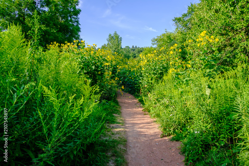 Yellow Cup Plant Flowers Lining Nature Trail