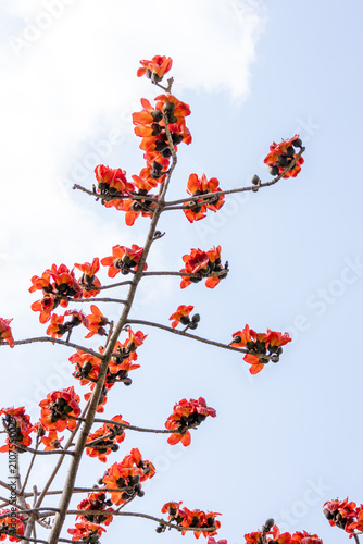 Red kapok flowers in full bloom on the branches in spring