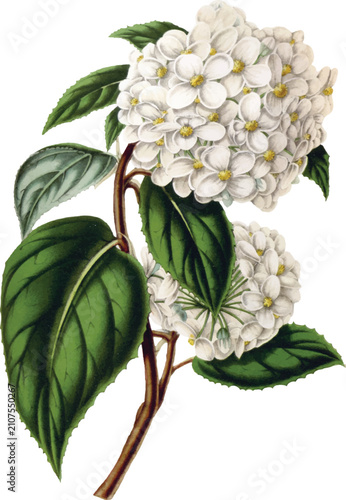 Illustrated Hydrangea Flower Branch Isolated