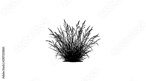 Fotografía Tuft of tall grass depicted in a black silhouette, standing alone against a stark white background