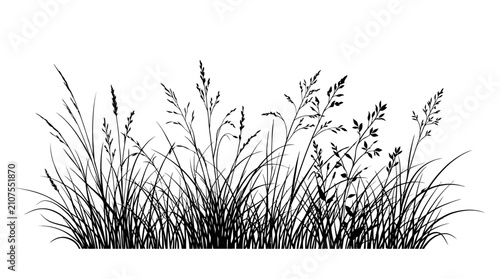 CAD tree lines,  grass Wild grass silhouette vector, black meadow plants and field weeds, botanical floral border element on white background vector