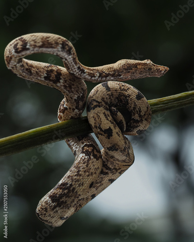 Foto shows a Pacific Ground Boa (Candoia carinata) with speckled tan and brown skin h