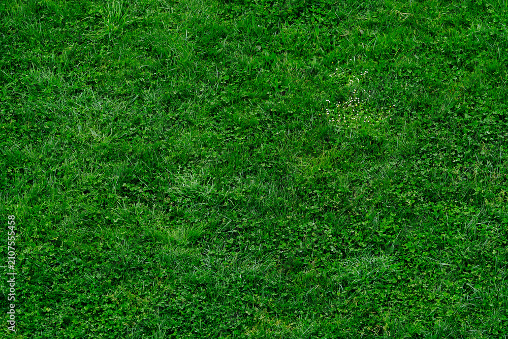 Fototapeta premium Green grass lawn texture background. Above view of green grass ground in garden. Grass field in spring season. Nature background. Green grass background for eco and sustainable environment concept.