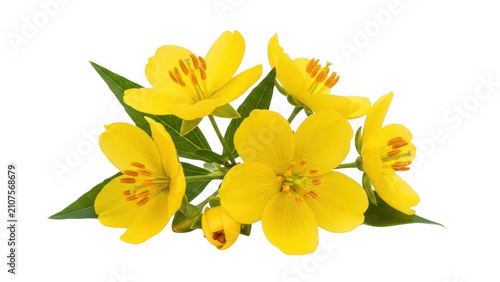 Yellow flowers with green leaves botanical isolated flowering