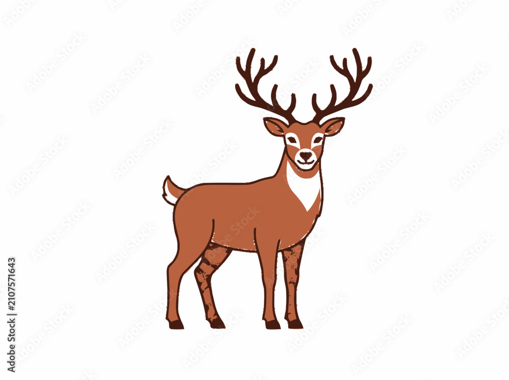 Obraz premium Majestic Deer with Antlers Standing on White Background, Forest Animal Illustration