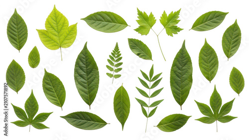 Collection of various green leaves isolated on white background