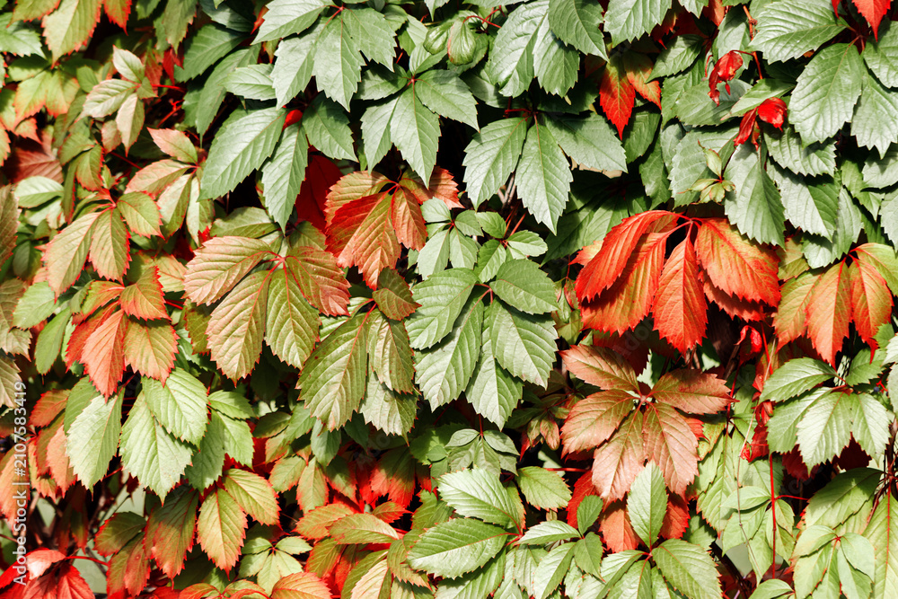 Obraz premium Colorful autumn red orange and green fall seasonal leaves of wild grape plants as natural background. Aesthetic autumnal backdrop with fall foliage and beautiful nature texture at sunlight, realistic