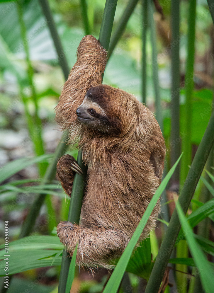 Obraz premium Three toed sloth gripping a green plant stem with front leg raised in Costa Rica
