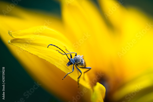 Фотография Longhorn beetle perched at sunflower petal tip, dynamic macro pose