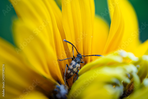 Canvastavla Longhorn beetle exploring yellow sunflower petals, macro detail