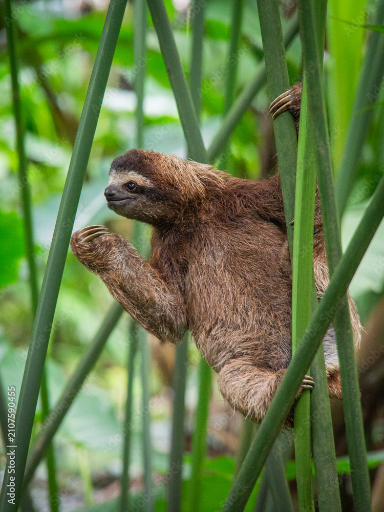 Fototapeta premium Brown throated three toed sloth climbing between green reed stems in Costa Rica