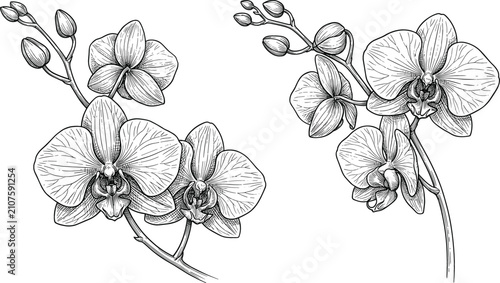 Foto Vintage Detailed Hand Drawn Orchid Flower Stems Sketch Set Featuring Engraved St
