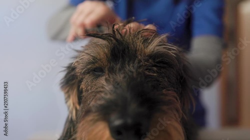 Dog groomer giving haircut to dog at pet grooming salon. Wirehaired in dachshund hairdresser for animals