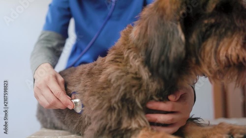 Vet examining dog with stethoscope in veterinary clinic