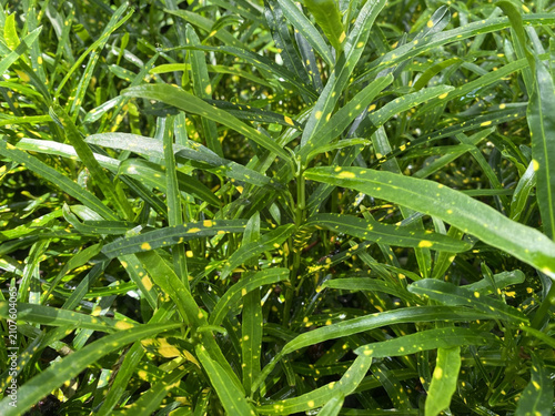 Close View of Yellow-Speckled Narrow-Leaf Croton