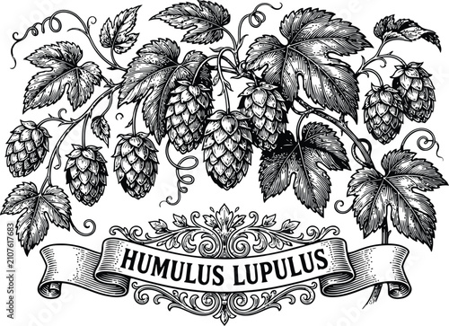 Vintage engraving of Humulus lupulus hops with ornate banner and detailed foliage during a natural setting