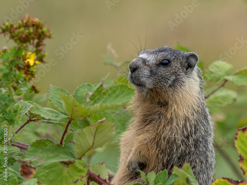 фотографія P7110409 yellow-bellied marmot, Marmota flaviventer, sitting in blackberries, cE