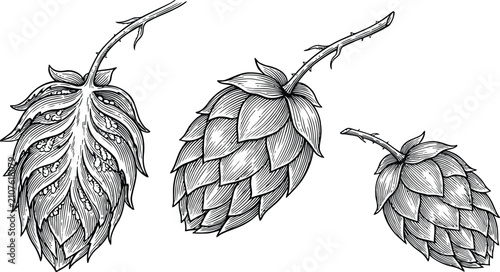 Vintage engraving of three hop cones on stems against a white background for brewing concepts