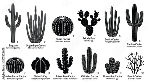 Foto Adobe Illustrator Artwork