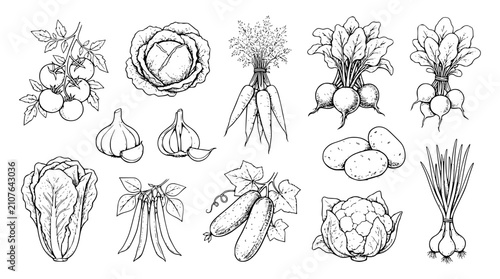 Hand Drawn Vintage Vegetable Sketch Illustration Collection with Tomato Cabbage Carrot Radish Garlic Potato Green Onion and Cucumber for Organic Food Menu Vector