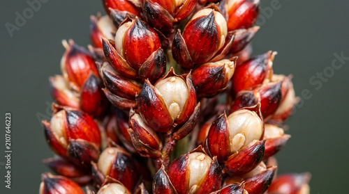 Close up macro of red and white sorghum grains growing on a panicle