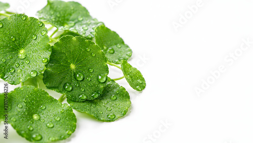 Fresh Centella Asiatica Leaves with Dew Drops on White Surface, Premium Botanical Skincare Advertising Concept