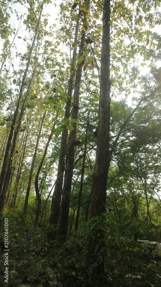 Fototapeta premium A beautiful view looking straight up into the canopy of a tall teak forest against a bright sky