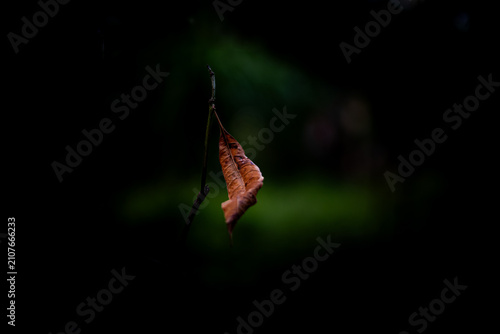 butterfly on a leaf