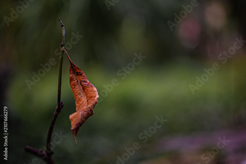 red autumn leaves