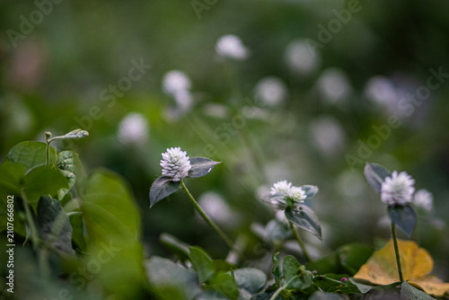 forget me not