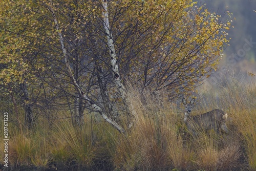 The late autumn impresses with wonderful colours and the doe (Capreolus capreolus) blends wonderfully into this picture, moorland landscape, dreary, November, Germany